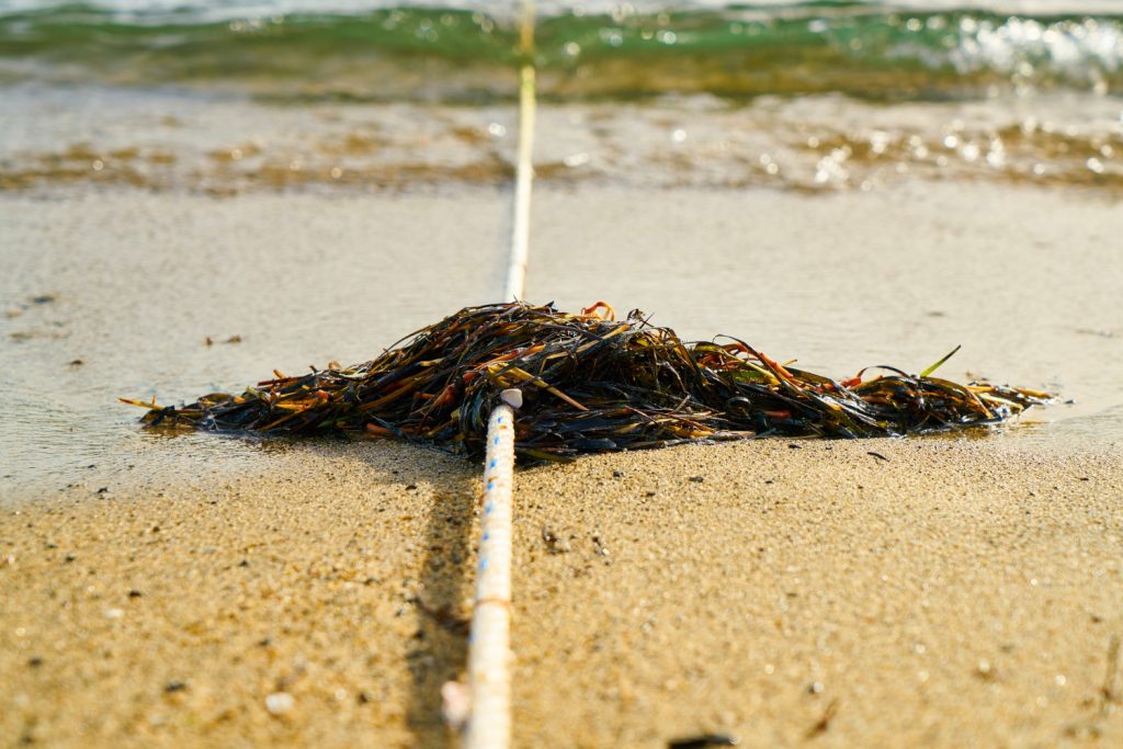 Kode KBLI Usaha Budidaya Rumput Laut