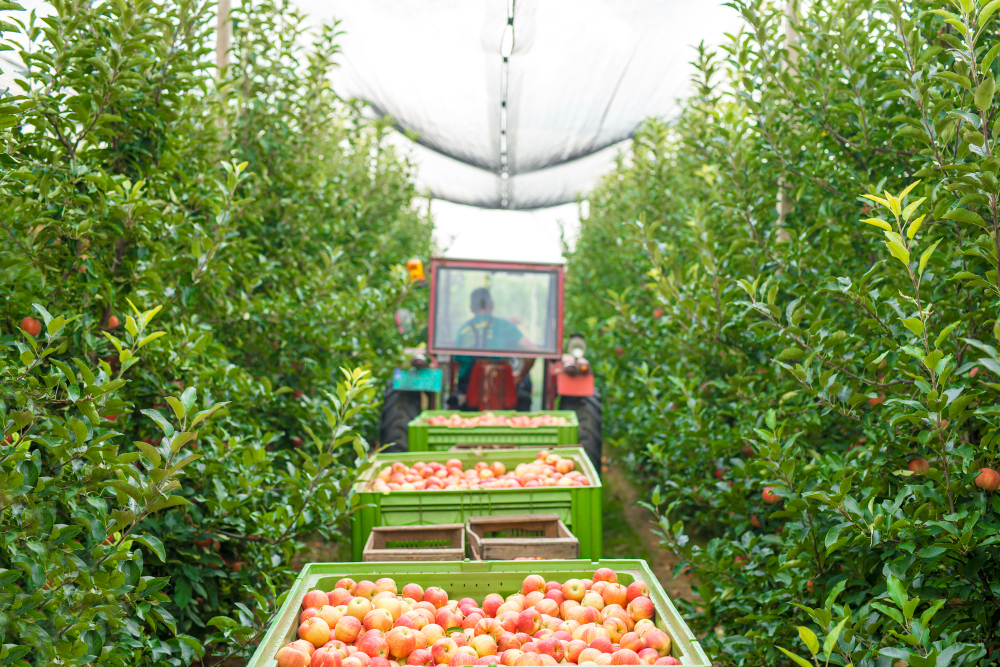 KBLI Pertanian Buah untuk UMKM
