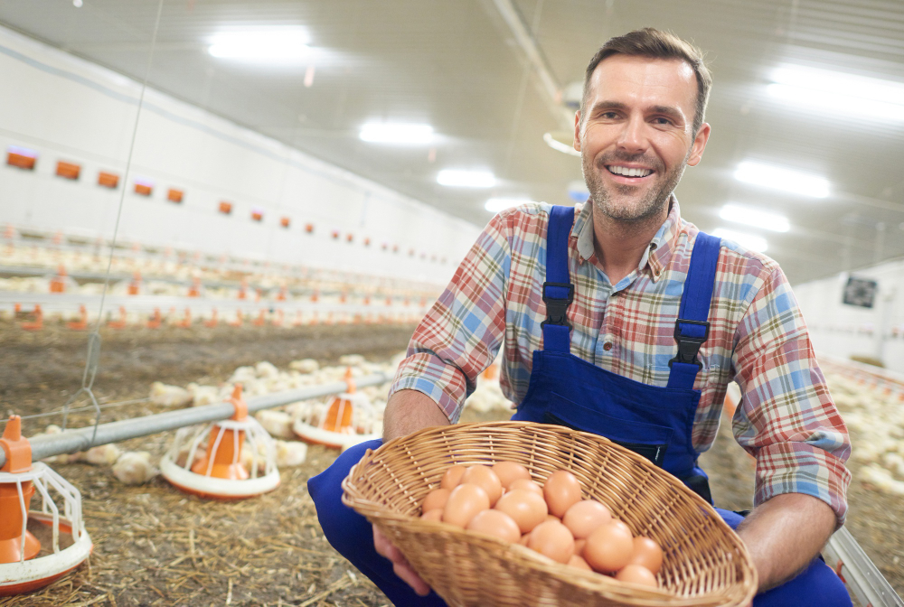 KBLI Usaha Budidaya Ayam Petelur Jangan Salah Pilih Kalau Mau Untung!